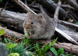 Are mouse droppings dangerous?